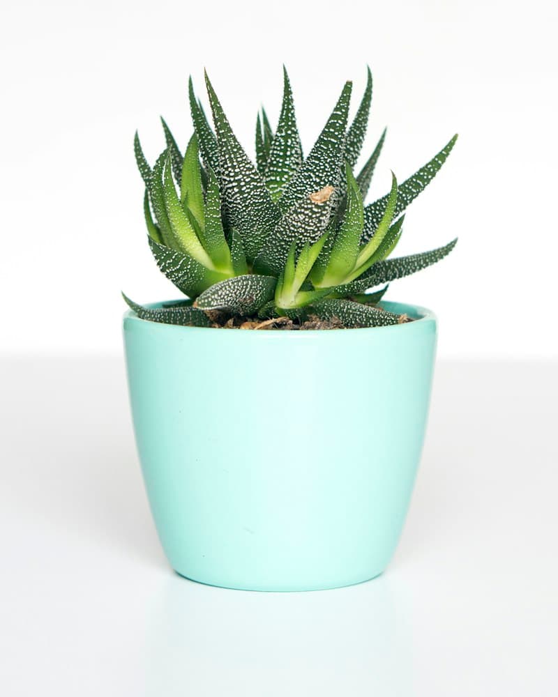 Pointed succulent leaves in a mint pot