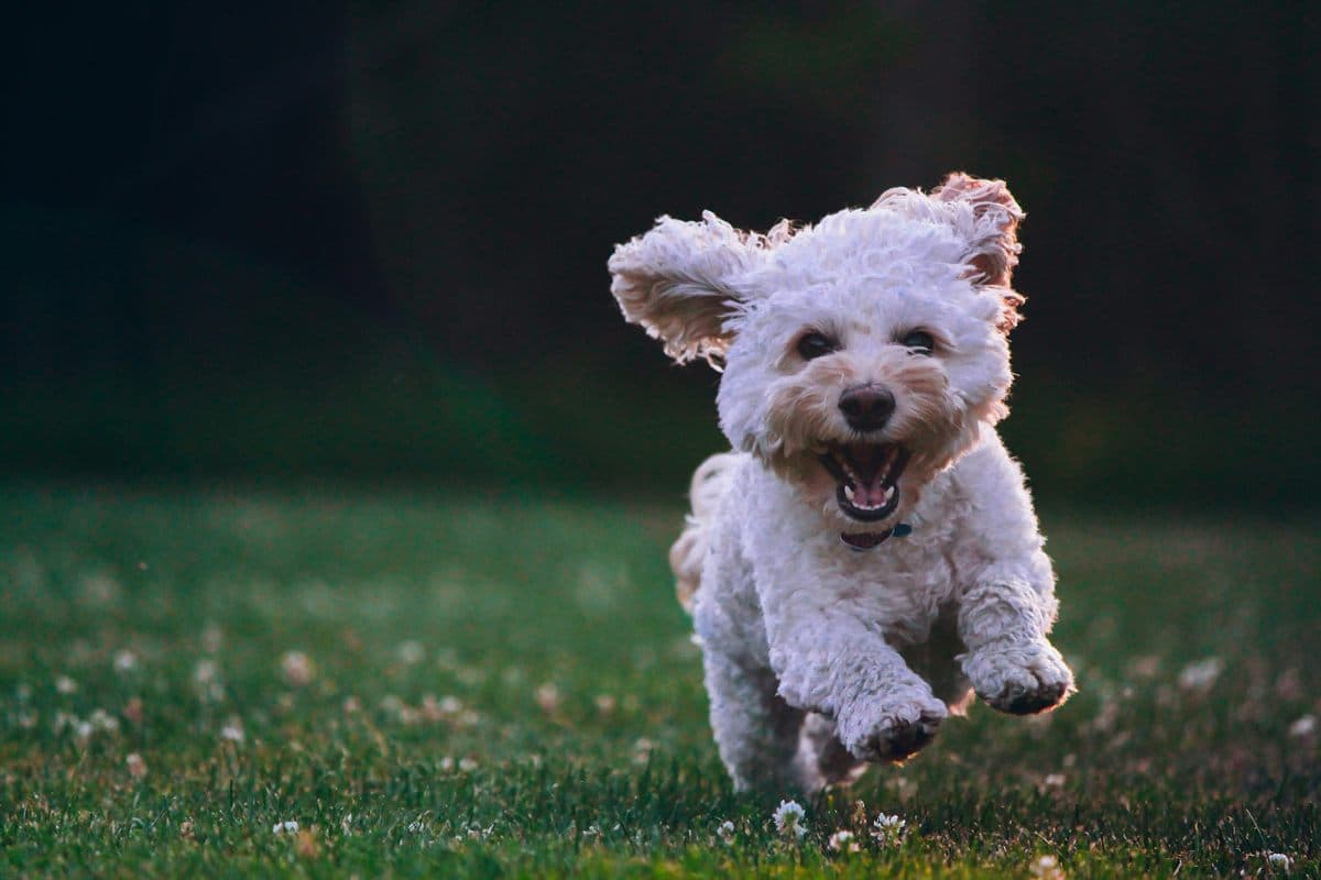 White curly-haired puppy running on grass