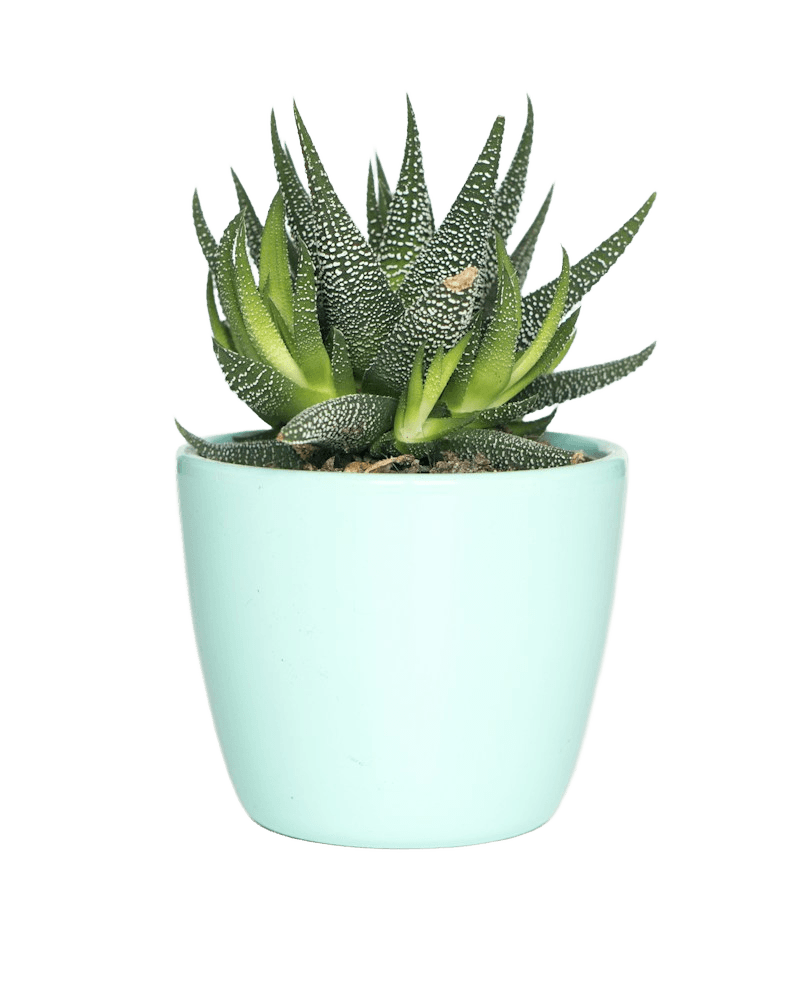 Pointed succulent leaves in a mint pot after background removal